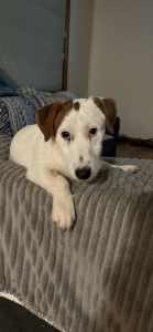 Male Purebred jack Russell pup