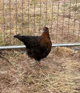 Marans x Quamby pullets - black copper and blue copper approx 7 avail