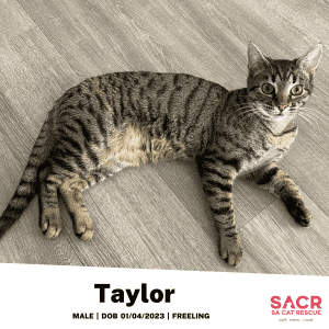 Available for Adoption - Taylor!