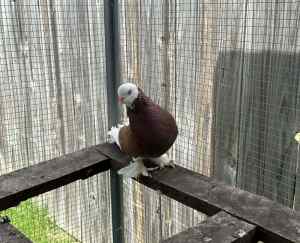 West of England tumblers Pigeons for Sale