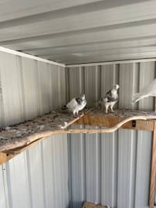 High flying pigeons for sale