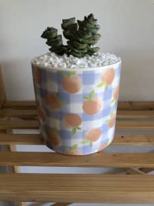 Apple or Peach plant pots with succulents