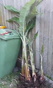 LadyFinger Banana plants.