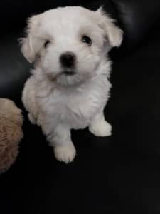 pure breed Maltese puppie