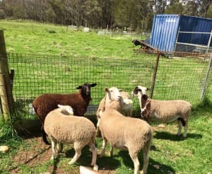 Wethers, Lambs and Goats for sale