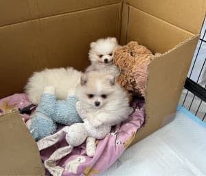 🌸🐾Purebred Pomeranian Puppies Male and Female🌸💕