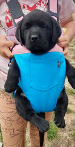 Labrador Puppies- Only Males left