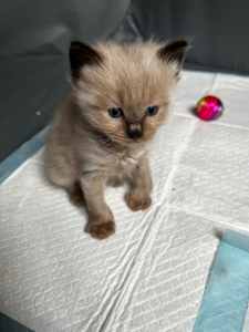 kittens for sale craigslist chicago