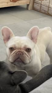 French Bulldog Female- adult available 