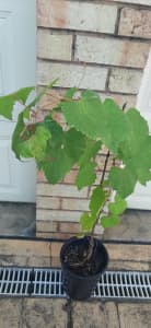 vine plants for sale nice and healthy plants good size in the plastic 