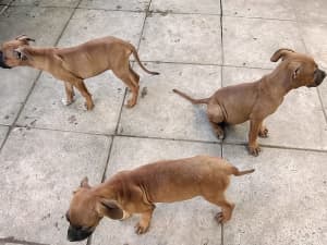 3 lovely staffy puppies looking for new home 