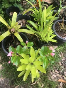 Bromeliads - various, 10 available