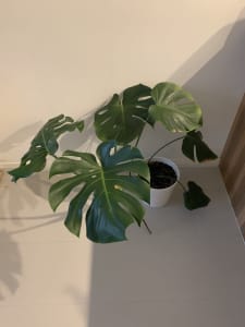 Monstera large indoor/patio plant
