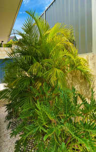 Healthy & beautiful Areca palm tree for sale