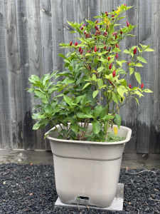 Large Self Watering Garden Pot with Lemon Tree and Chilli Plant