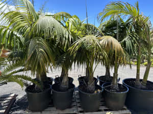 Kentia palm sungrown palm tree Berry Shoalhaven Area Preview
