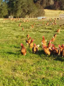 Free range chickens available now