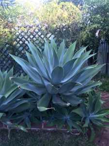 Large Agave