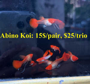 Guppies and Betta/fighting fish for sale