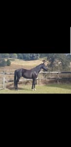 Black Heritage Stock Horse Grandson out of a Quarter horse mare