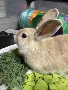 rabbit looking for a loving home