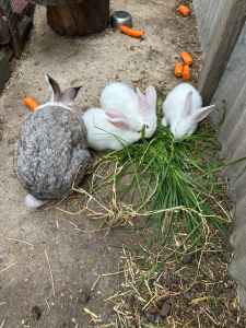 Giant Flemish bunnies