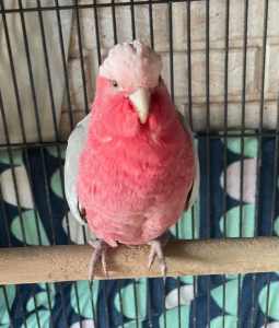 QUIET MALE GALAH FOR SALE