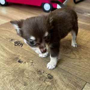 Adorable Chihuahua puppies Chocolate long haired