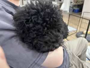 Toy Poodle Pure Breed 5.5months Boy