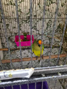 Peachfronted and Yellow sided conures for sale. 