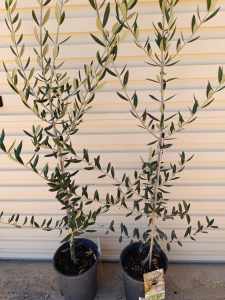 Olive plant for sale 