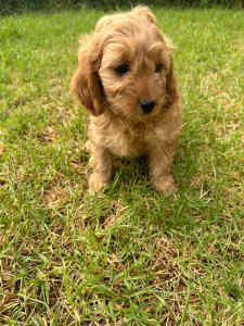 Adorable Cavoodle Puppies - ONLY 1 LEFT