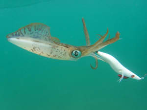 Squid Fishing - Huge Range - 10-60% off major brands