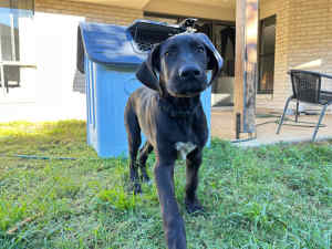 Purebred Great Dane puppy for sale and Free New dog house.