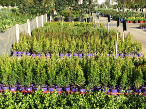 HEDGING GALORE! & other GREAT PLANTS - BEST PLANTS, PRICES & VARIETY