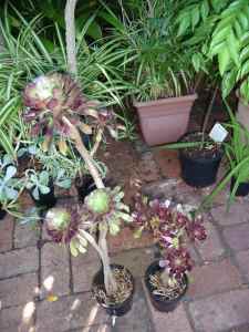 Aeonium arboreum ‘Atropurpureum’ plants for sale