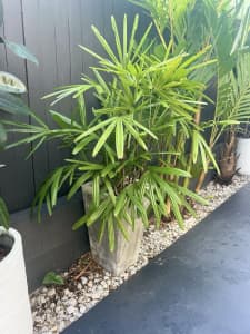 Lady palm rhapis - indoor plant