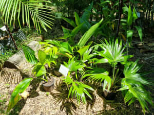 Travellers Palms $25 & Chinese Fan Palms $40-$75