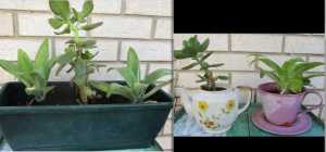 Potted succulent plants $25 each drought tolerant well established