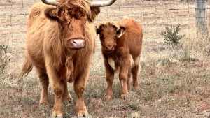 Highland heifer calves