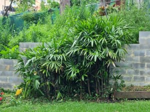 Broadleaf Lady Palm (Rhapis excelsea) hedge, up to 2.5m height