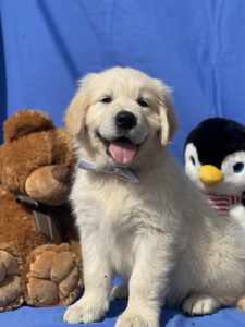 Pedigree papered health tested Golden Retriever puppies