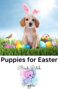 Easter Puppies! Toy Cavoodles ready 29 March