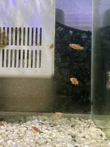 FREE - Gold/Orange/Red Mixed Platties/Platy Fish Babies