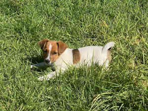 Jack Russell Male pup