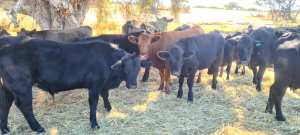 Cows , Heifers, and Calves for sale