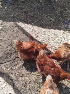 Egg Laying 4 Chicken for sale - $16 each