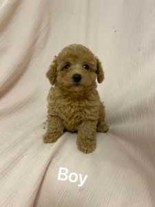 Toy poodle