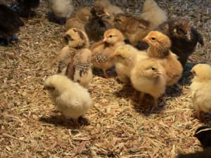Chicks - day olds and older