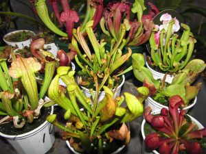 Sarracenia Carnivorous Plant